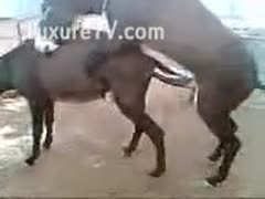 This video of two donkeys having sex at a zoo shows a ranch assistant.